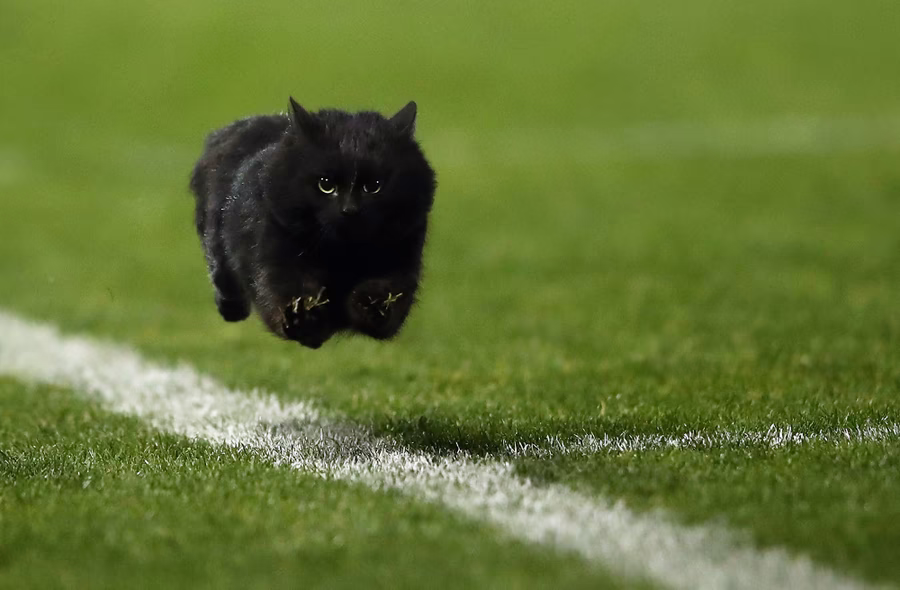 Epic Sports Moments Caught in Perfectly Timed Funny Photos