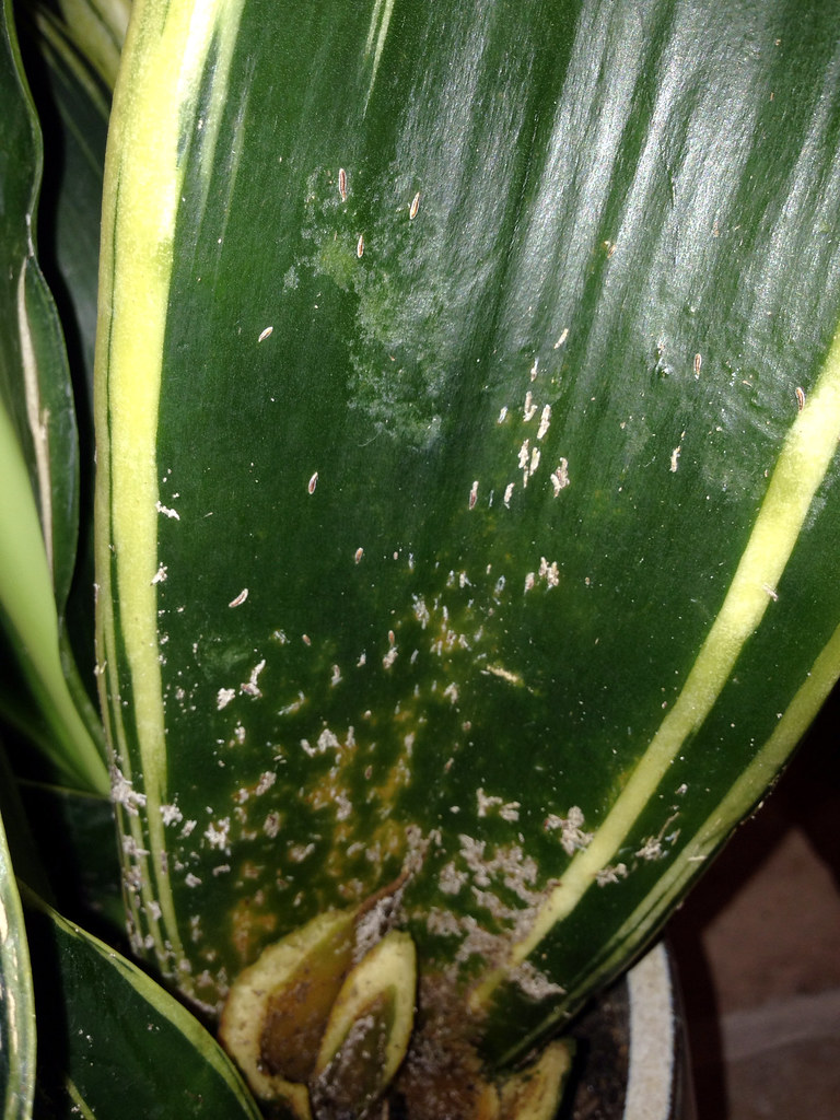 Keeping Houseplants Alive: The Basics That Matter Most