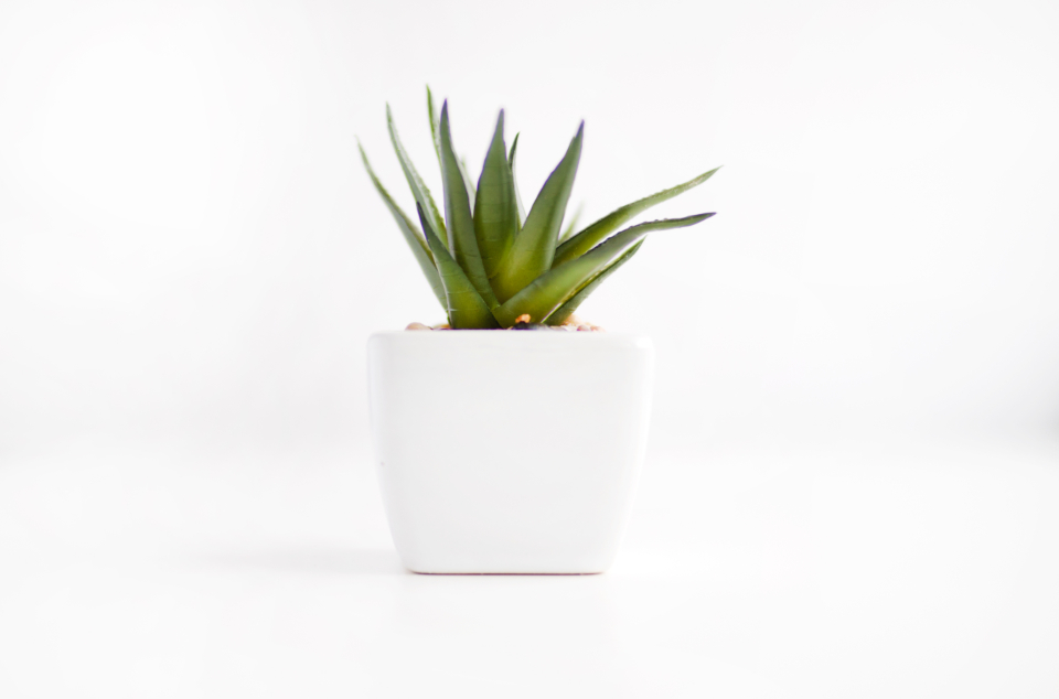 Keeping Houseplants Alive: The Basics That Matter Most
